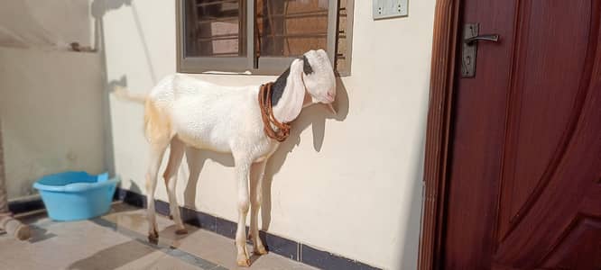 Bakra for sale