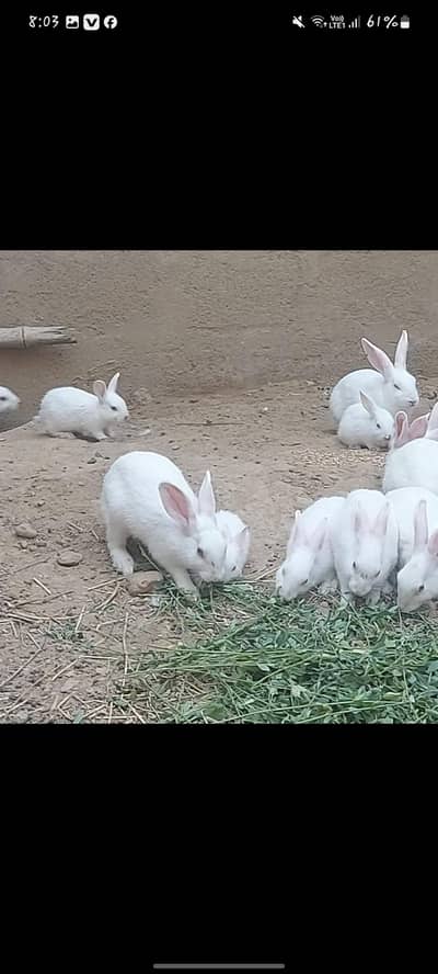 white rabbits red eyes