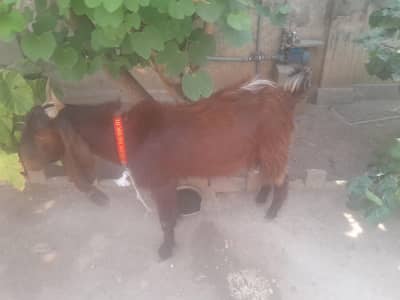 khubsurat bakra qurbani k liya 4 dant