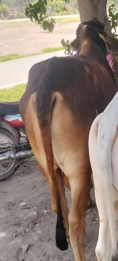 Bull,vacha, bachra, cow bull