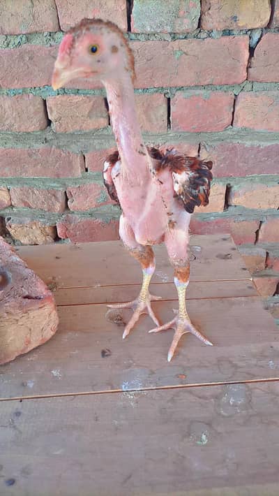 Aseel chiks available