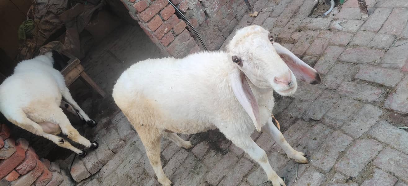 بھڈو/ چھترے 1