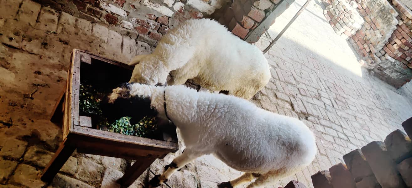 بھڈو/ چھترے 5