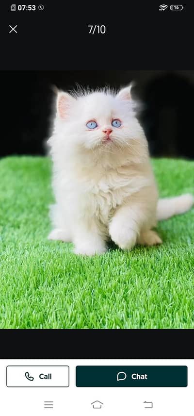 Persian cat for sale male or female my WhatsApp number03313091788