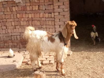 Bakra For Sale ( Qurbani k liay)