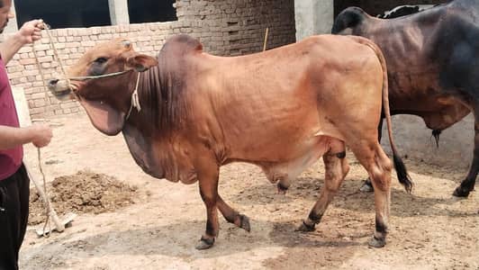 Beautiful looking 2 daant k Qurbani k Janwer