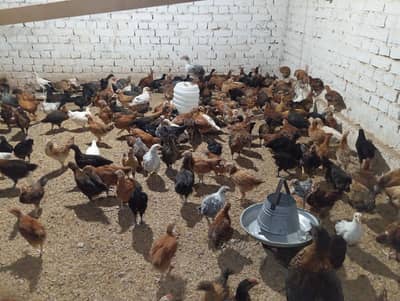 Golden Misri Hens for Sale – Healthy & Active Pure Golden Misri Murgh