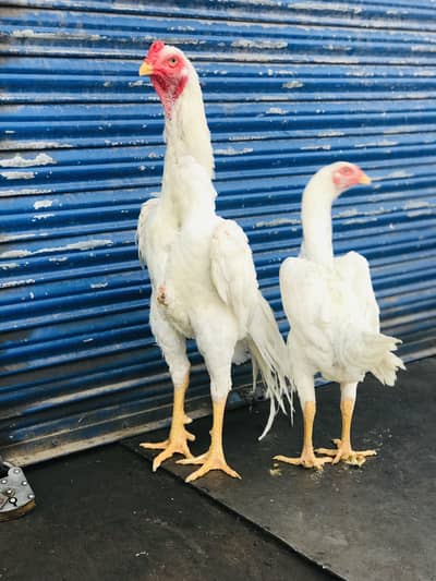 King shamo pair available