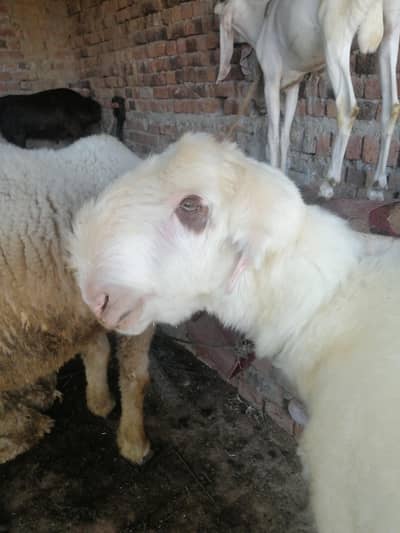 pure mundra khubsurat for qurbani