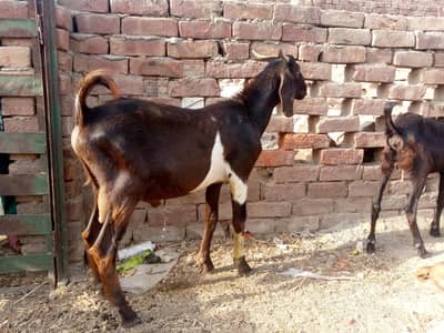 Bakra For Sale Age 15 month