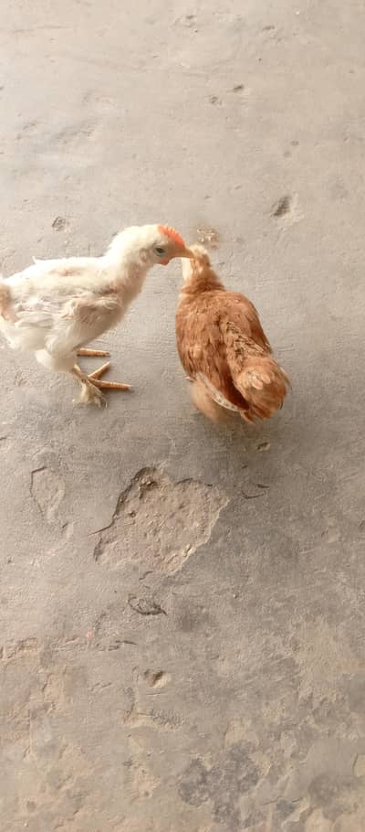 Bentam chicks