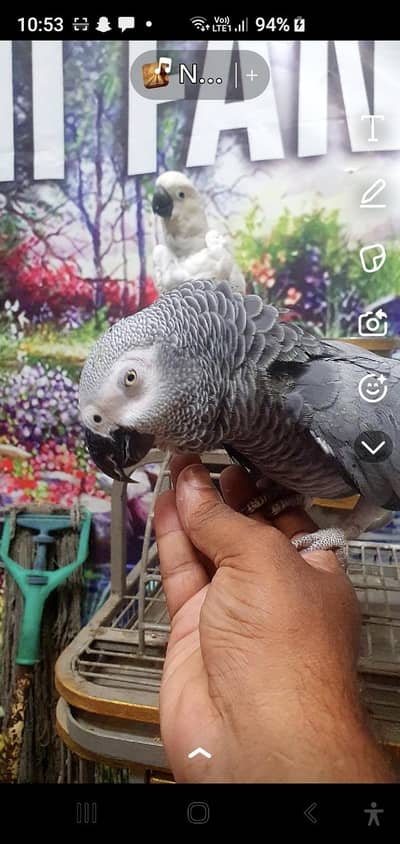 African gray female