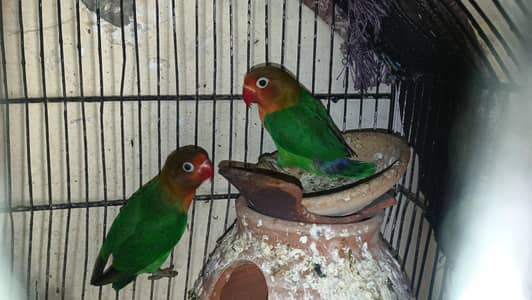 Love Birds