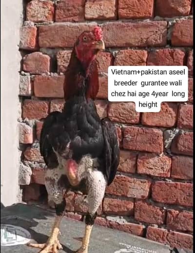 Aseel pair for sale