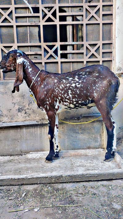 Kashmiri Young Goats  Available in Cheap Price