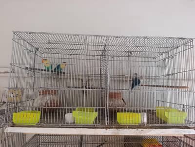 love birds for sale