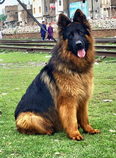 German Shepherd long coat male black shepherd
