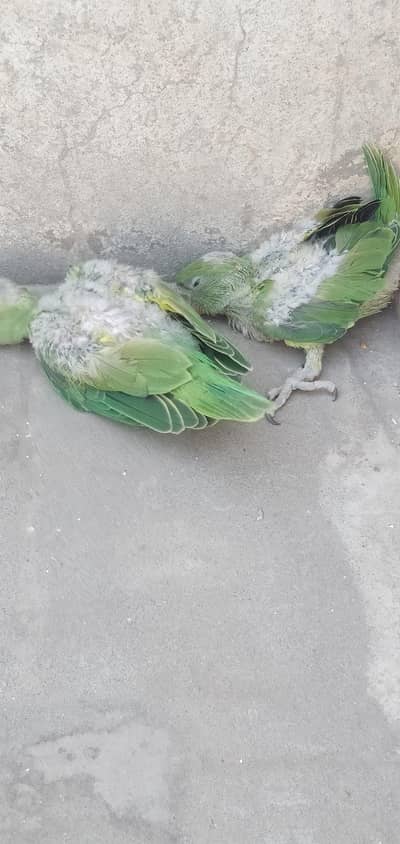 khatam parrots for sale