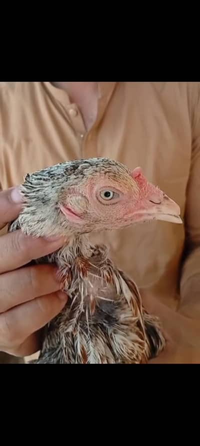 pure mianwali aseel females egg lying
