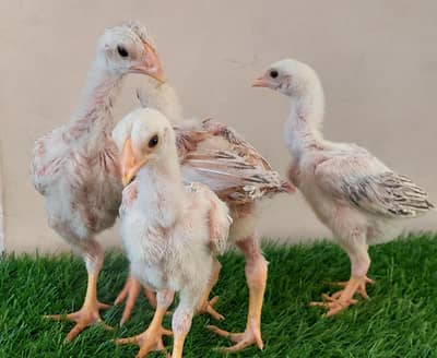 High-quality Turkish hint chicks for sale