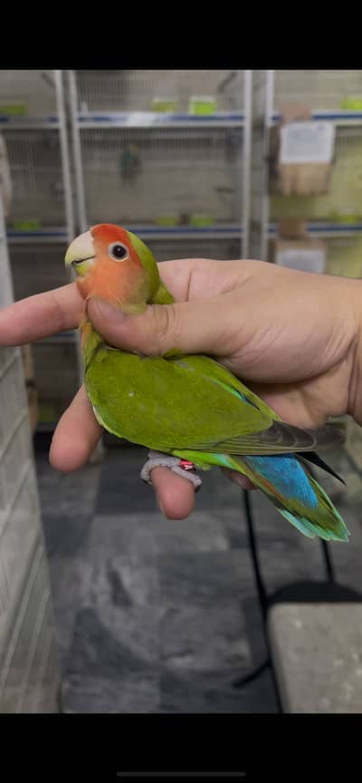 Rosicolie lovebirds available for sale