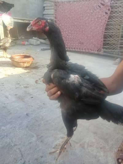 Mianwali female