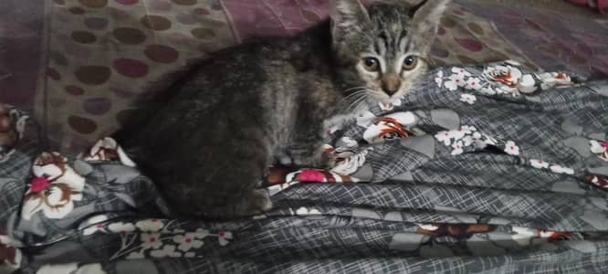 Cat for sale