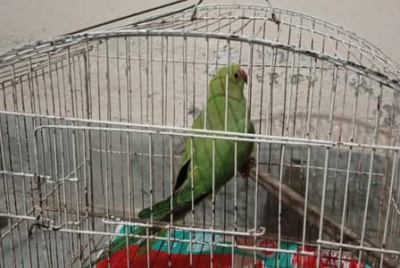 Single Female Green Parrot Kathi 3 year old Family Bird