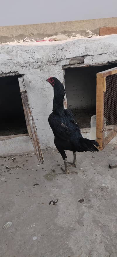 kurak bathi ha panus pakoya female black eyes