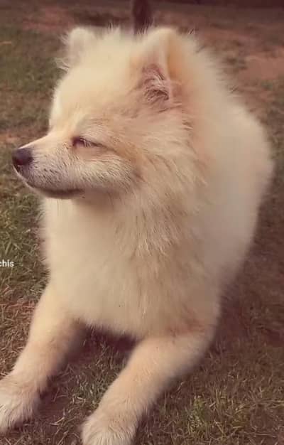 Pomeranian (German Spitz)