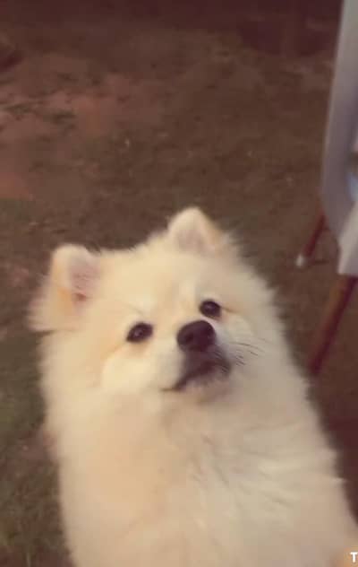 Pomeranian (German Spitz)