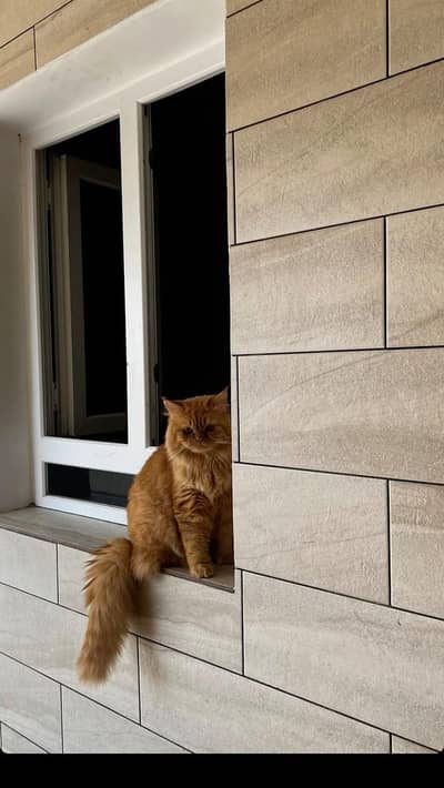 female cat for sale