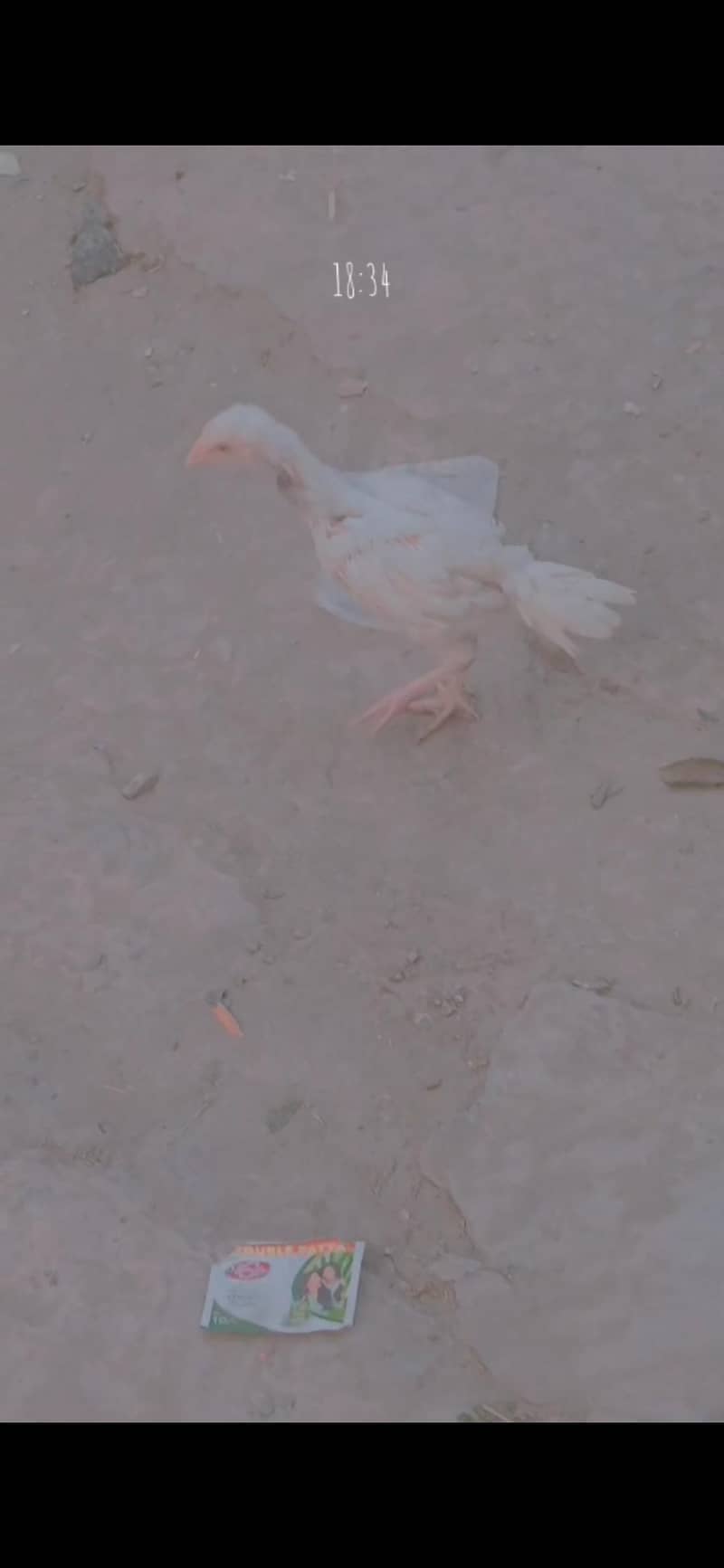 talha 1