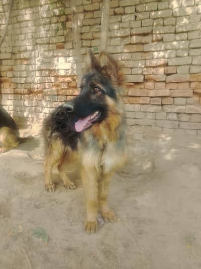 dog sell