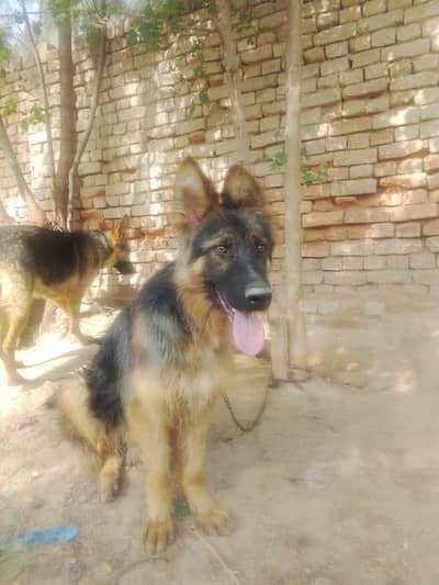 dog sell