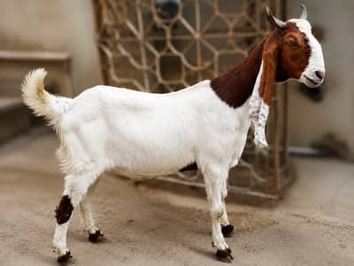 2 DANT KHASSI BAKRA JORI FOR SALE