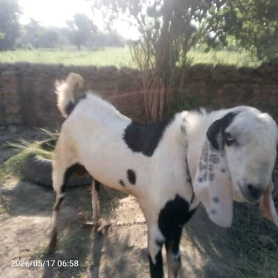 qurbani ke liye bakra