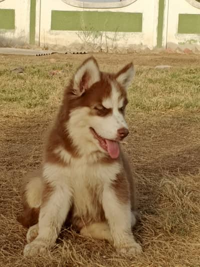 Siberian husky puppy triple coat
