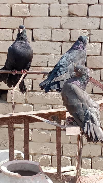 selling pigeon