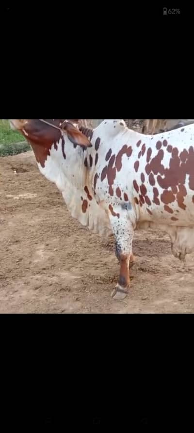 VIP 2 Dant Bachra For Sale | 5-6 Man Meat | Manawan Mandi Lahore
