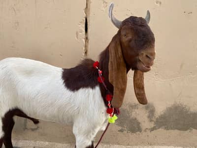 Qurbani Kay Bakray