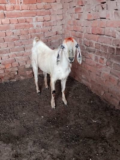 Bakra For Sale Kheera Hai