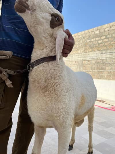 Beautiful Heavy Khssi Bakra