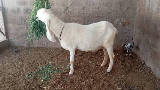 Pure Larkana Female Sheep