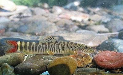 zebra loach