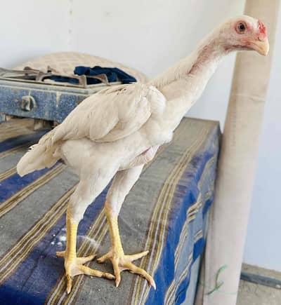 Aseel German shamo chicks | Shamo Chicks | Aseel hen | Male