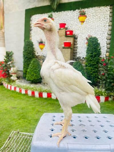 pure aseel shamo chicks_king size white shamo/ quality shamo pair