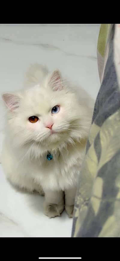 odd eyes male available for stud service