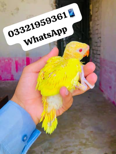 Yellow Ringneck Chicks Available