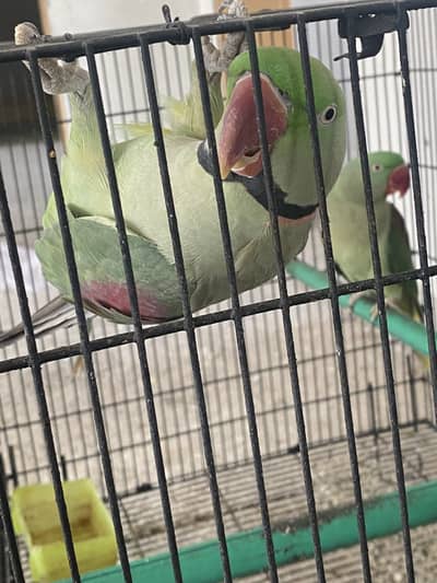 Raw parrot breedr pair 0/3/0/0/4/9/4/9/3/8/8